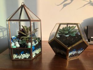 glasshouse minupandit