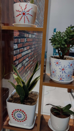 Indoor plants in decorative pots on wooden shelves at RIMS-CRMP event.