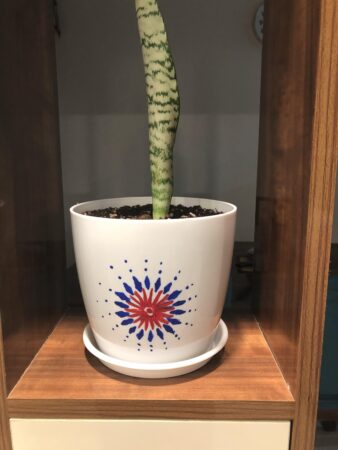 Potted plant with striped stem on wooden shelf.
