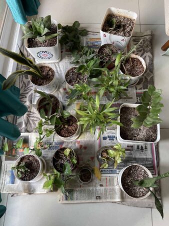 Indoor potted plants on a windowsill with soil and green leaves.