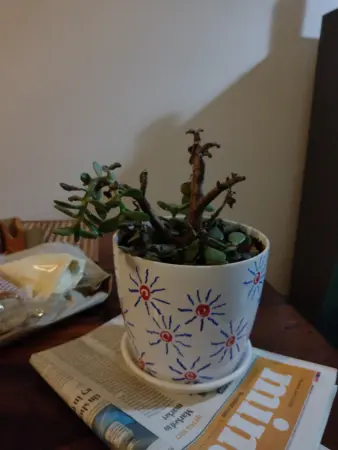 Decorative potted succulent plant on a wooden table with newspaper and snacks.